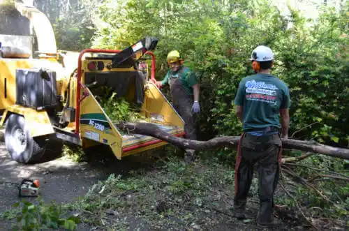 tree services Laguna Hills